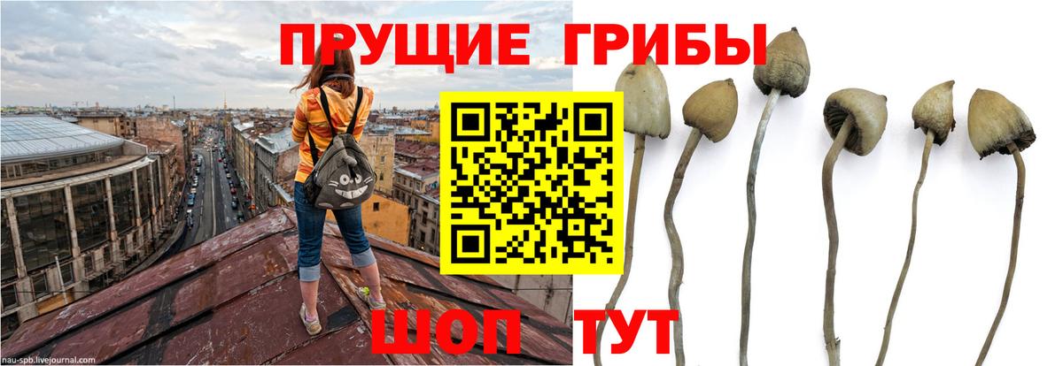 Галлюциногенные грибы Psilocybe Чебаркуль